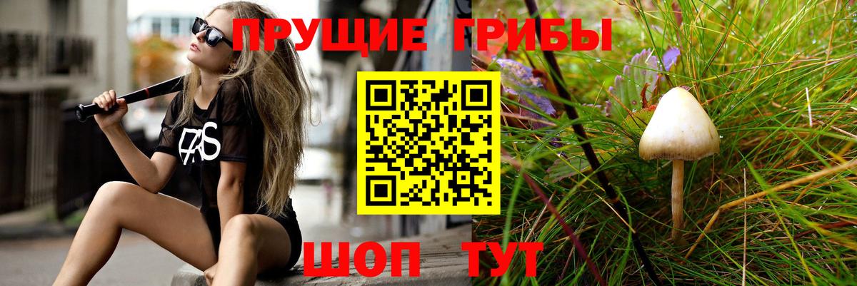 Псилоцибиновые грибы Psilocybe Юрга