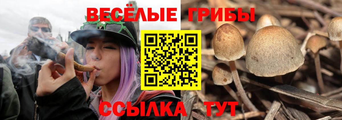 Юрга  Галлюциногенные грибы прущие грибы  как найти   Вход с VPN 